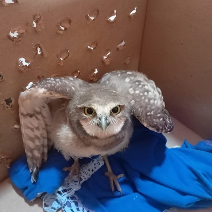 Rescatan un ejemplar de lechuza en el Municipio&nbsp;Guanipa