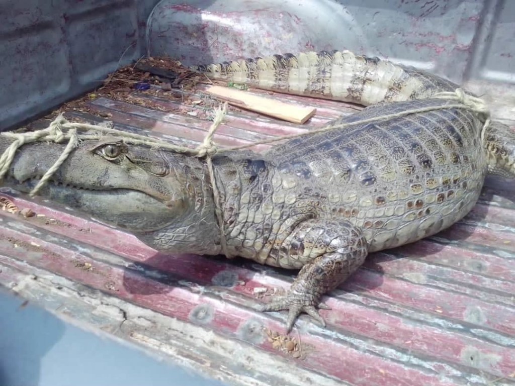 Funcionarios ambientales extrajeron de forma segura un ejemplar de&nbsp;baba