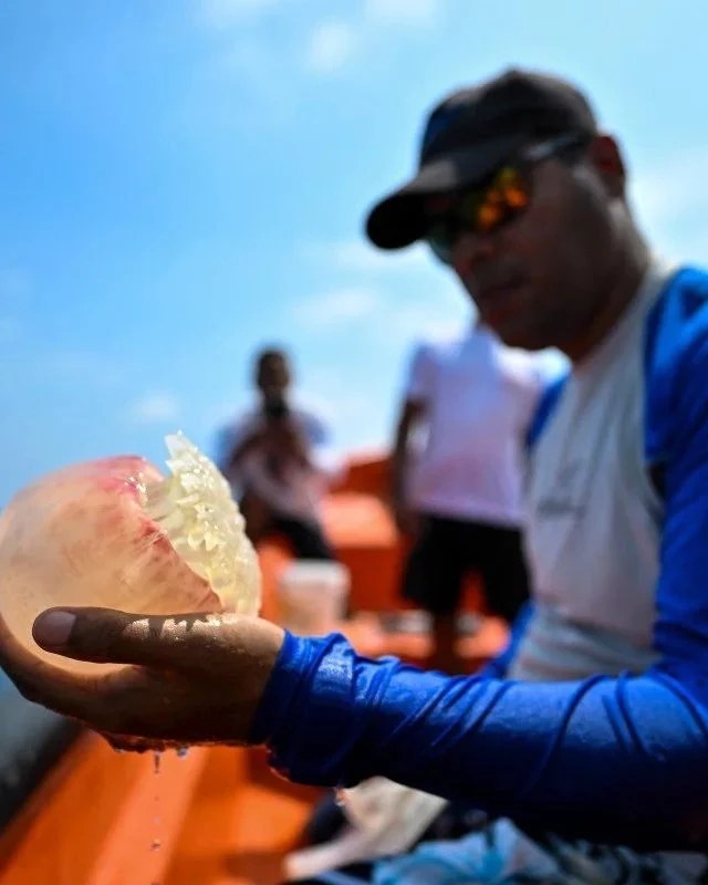 Minec: Presencia de medusas en costas de Anzoátegui ha disminuido en&nbsp;70%