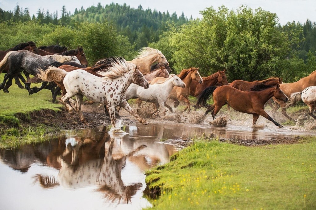 Miles de caballos salvajes serán sacrificados en Australia por&nbsp;francotiradores