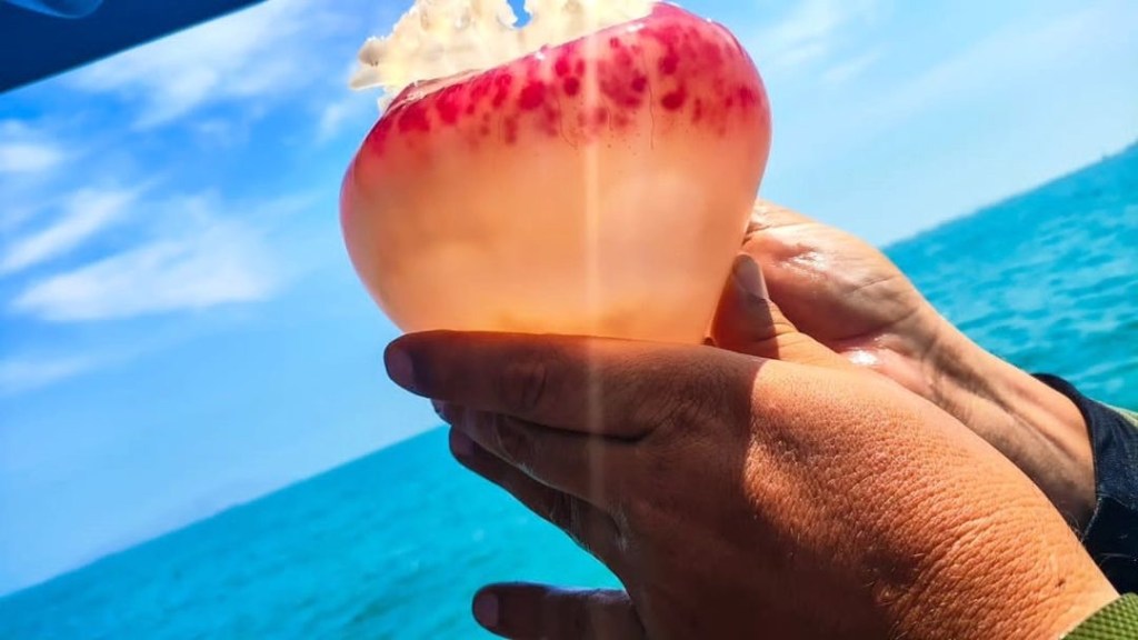 Funcionarios ambientales realizaron recorrido exploratorio ante proliferación de&nbsp;medusas