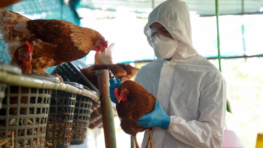 Expertos advierten que una pandemia aviar puede ser 100 veces peor que la de&nbsp;covid