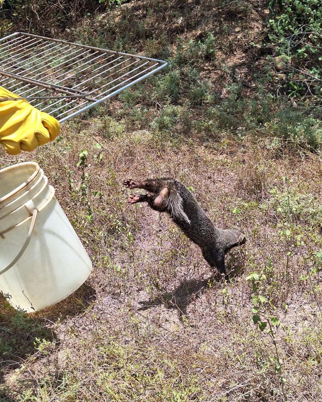 Rescatado tejón melero en&nbsp;Barcelona