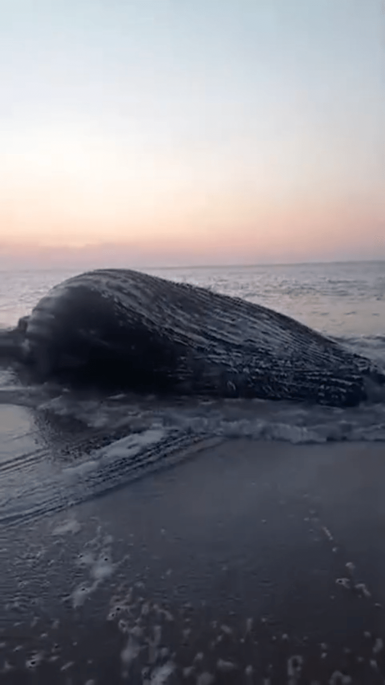 Una ballena varó en playa Cabeza de Negro en Nueva&nbsp;Esparta