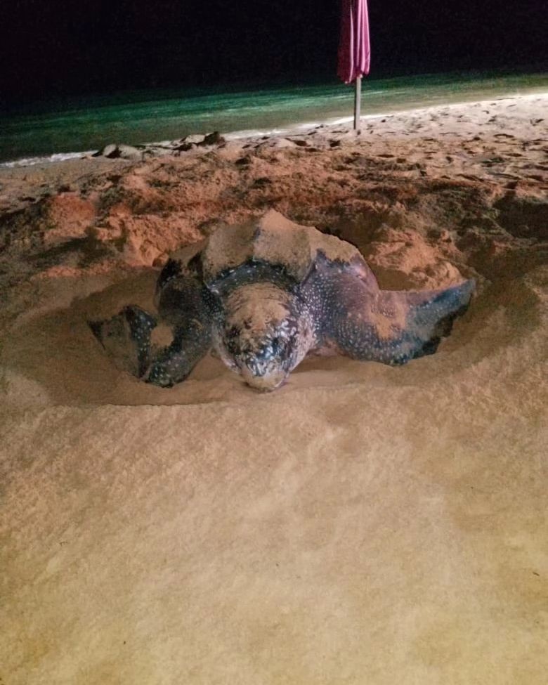 Tortuga Cardón arribó a playa Conoma en el municipio Guanta para&nbsp;anidar