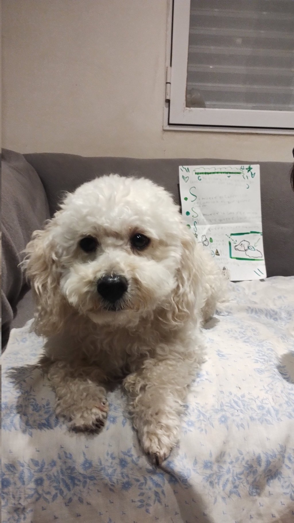 Una niña llevo a su perro a la guardería y dejo una carta con&nbsp;instrucciones