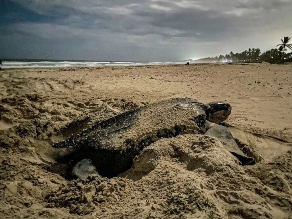 Desove de una tortuga Cardón en Playa El Agua dejó alrededor de 3100&nbsp;tortuguillos
