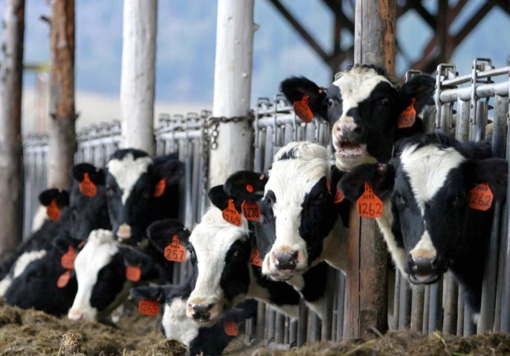 Detectan en EE.UU el tercer caso de gripe aviar en&nbsp;humano