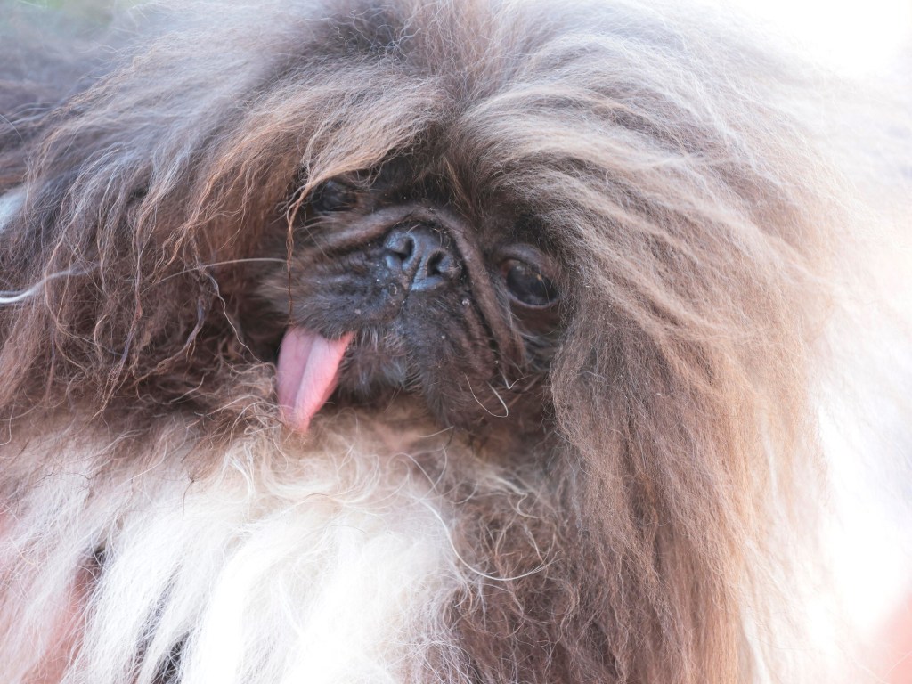 Un pequinés de 8 años se coronó como el perro más feo del&nbsp;mundo