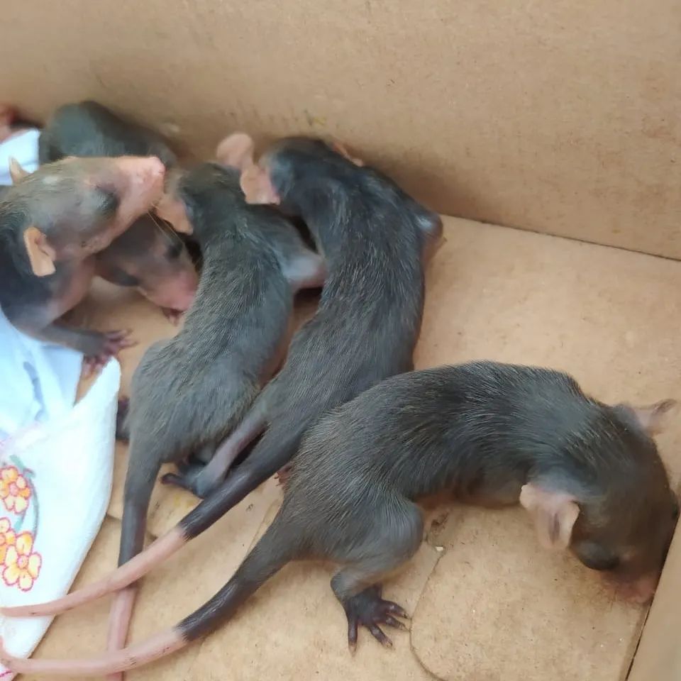 Rescatan seis cachorros de «rabipelao» en&nbsp;Barcelona