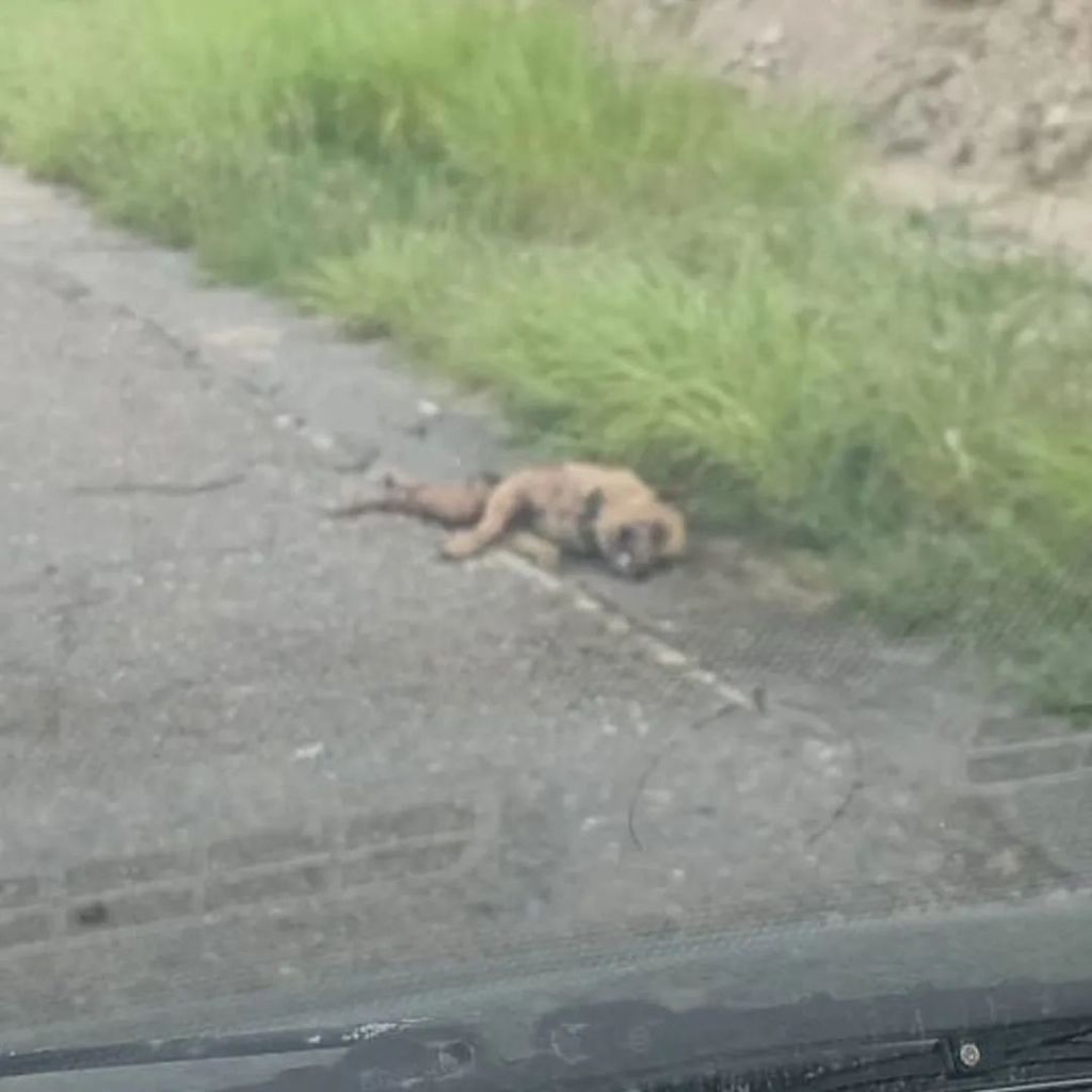 Denuncian muerte de perros en «extrañas circunstancias» en Cerro El Morro de&nbsp;Lechería