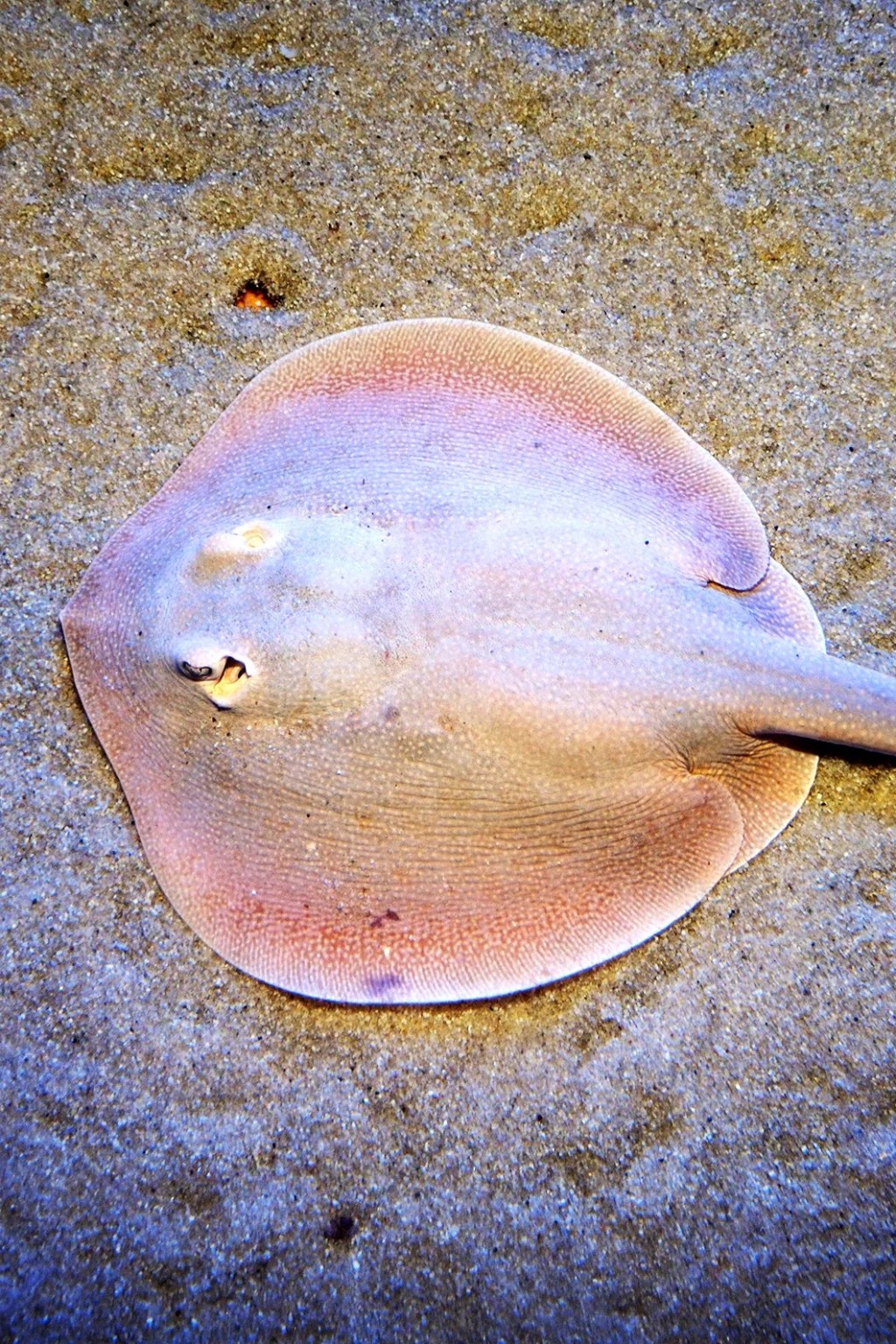 Muere Charlotte, la raya que desafió a la ciencia al embarazarse sin&nbsp;pareja