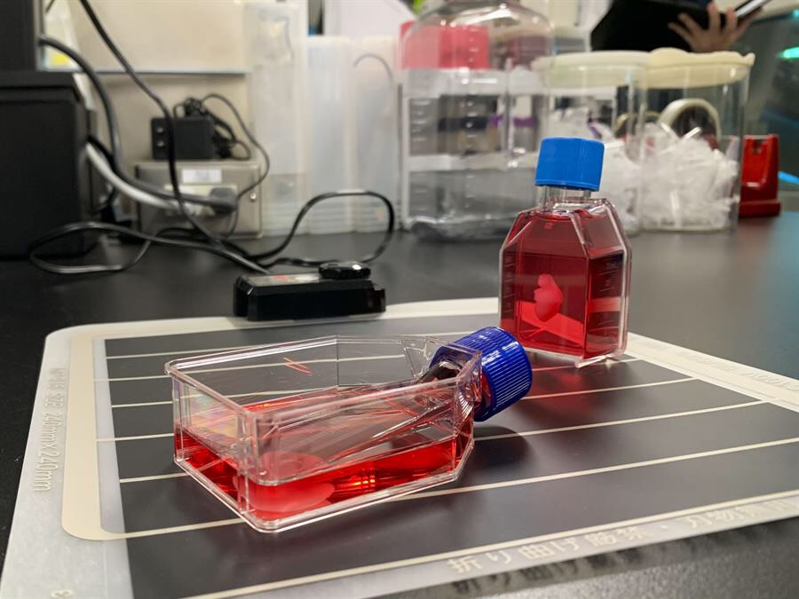 Desarrollan láminas de células con potencial para regeneración de corazones con&nbsp;insuficiencia