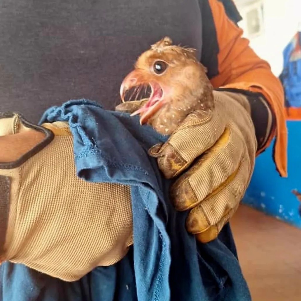 Rescatan ejemplar de ave Guácharo en&nbsp;Barcelona