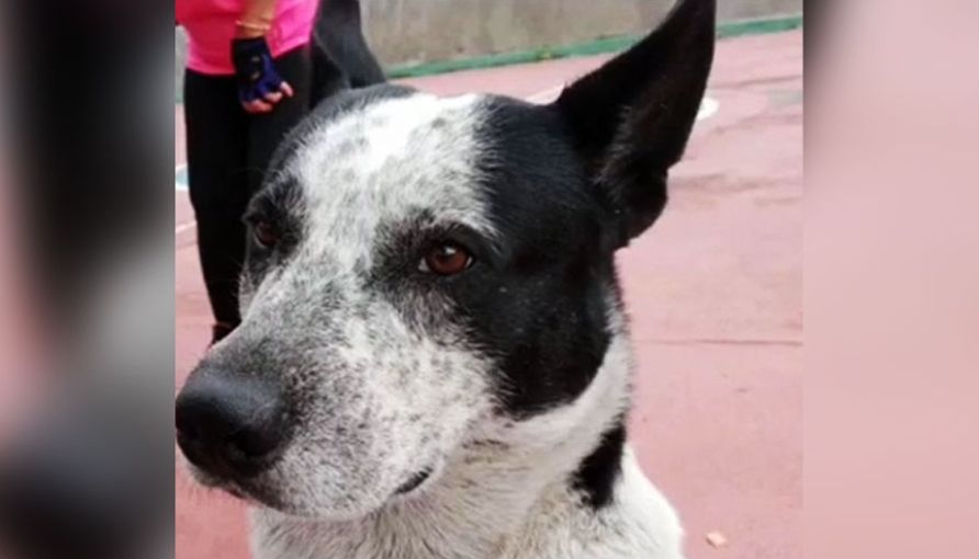 MP investiga maltrato y desaparición del perro «Manchas» en&nbsp;Miranda