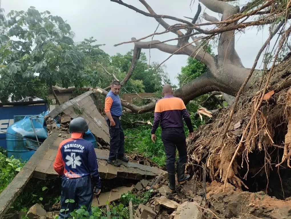 Caída de árbol causó daños a vivienda en El&nbsp;Tigre