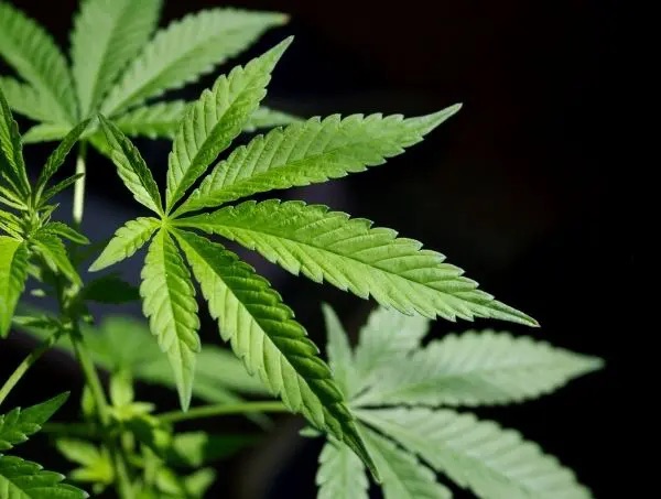 Estudio sugiere que el consumo de marihuana podría aumentar el riesgo de padecer&nbsp;cáncer&nbsp;