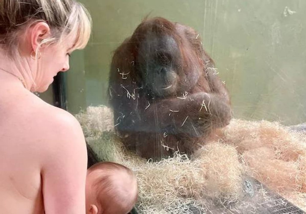Madres enseñan a orangután a amamantar a su cría en zoológico de&nbsp;Irlanda