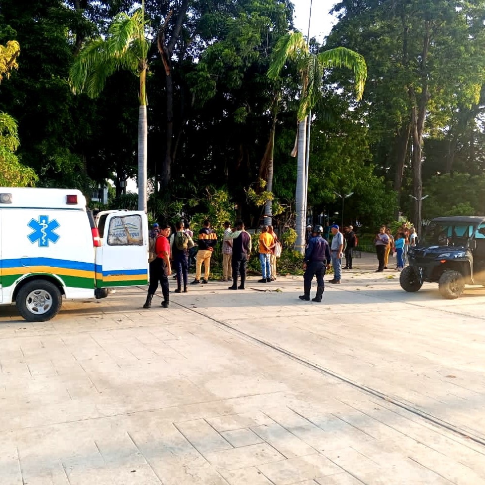 Una persona resultó herida por la caída de un árbol en la Plaza&nbsp;Libertadores