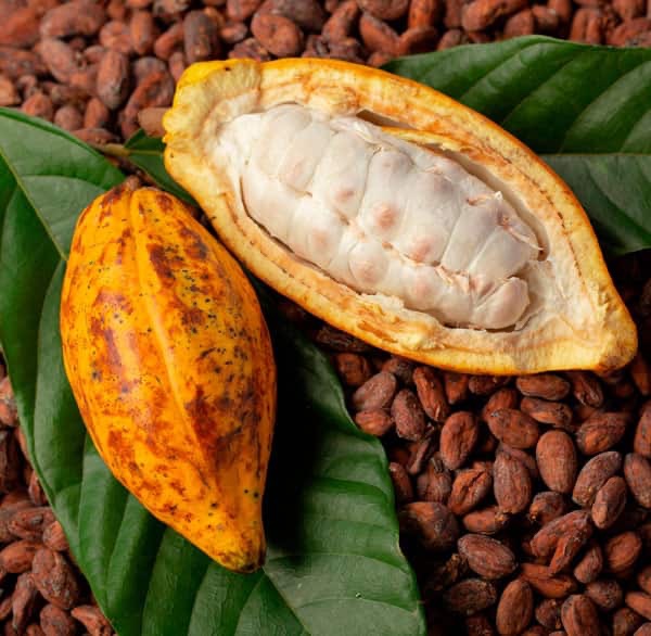 Productividad de cacao en Sucre ha caído 40% debido a la proliferación de&nbsp;plagas