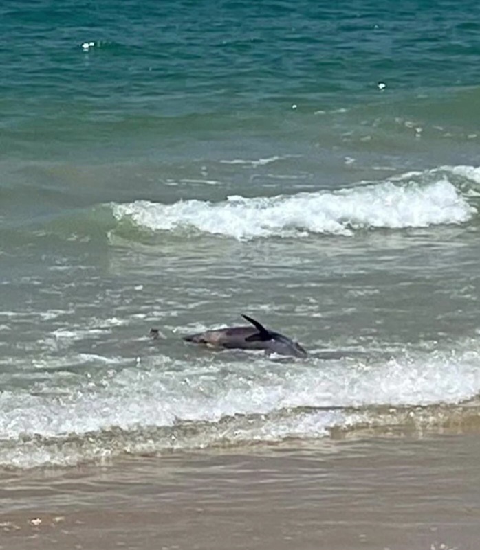 Hallan delfín muerto en La Caracola,&nbsp;Margarita