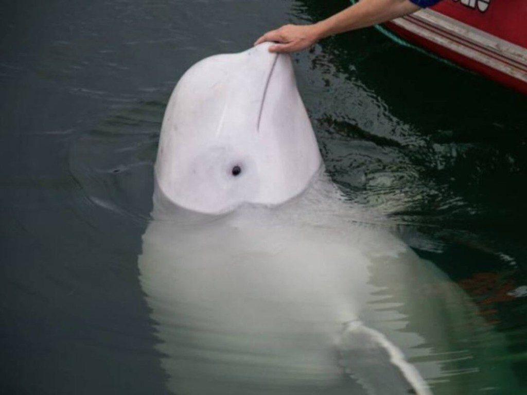 Ballena “espía rusa” podría haber muerto por&nbsp;disparos&nbsp;