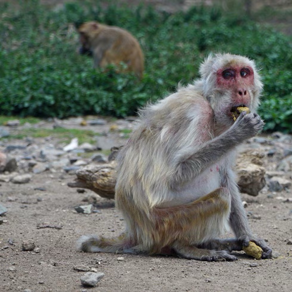 Según estudio, los animales también envejecen&nbsp;socialmente
