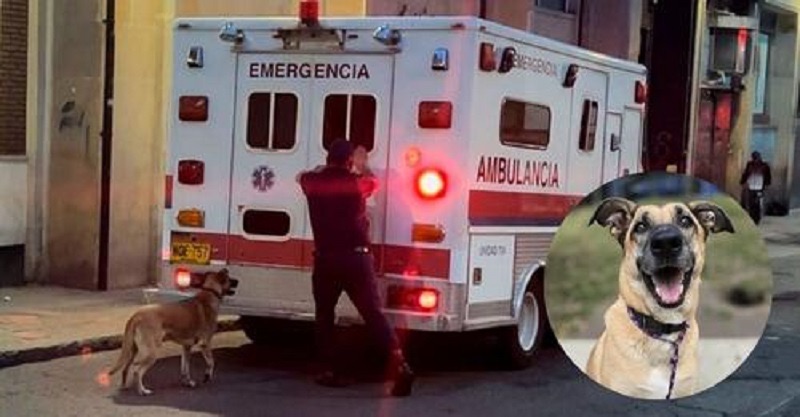 Perrito corrió varias cuadras detrás de una ambulancia para no dejar a su&nbsp;dueño&nbsp;