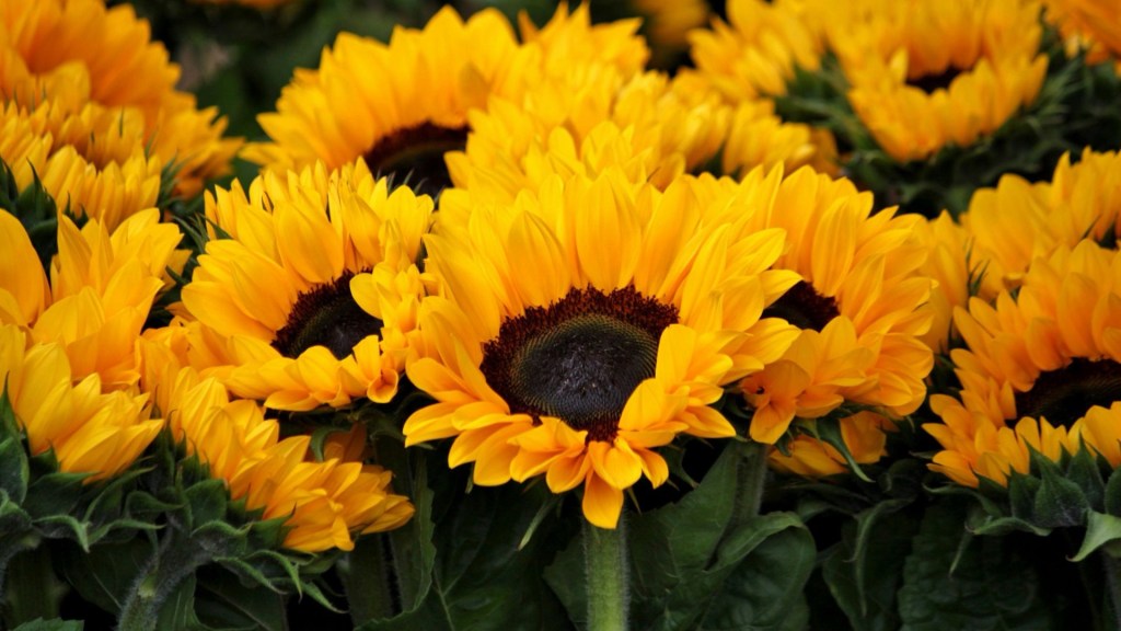 El significado de regalar flores amarillas el 21 de&nbsp;septiembre