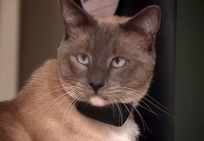 Gato siamés recorre más de 1600 km para reencontrarse con su&nbsp;familia