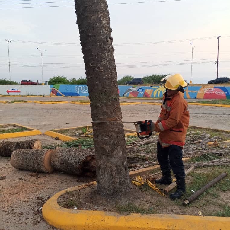 Fuertes rafagas de viento provocan la caída de una palmera en el municipio&nbsp;Urbaneja