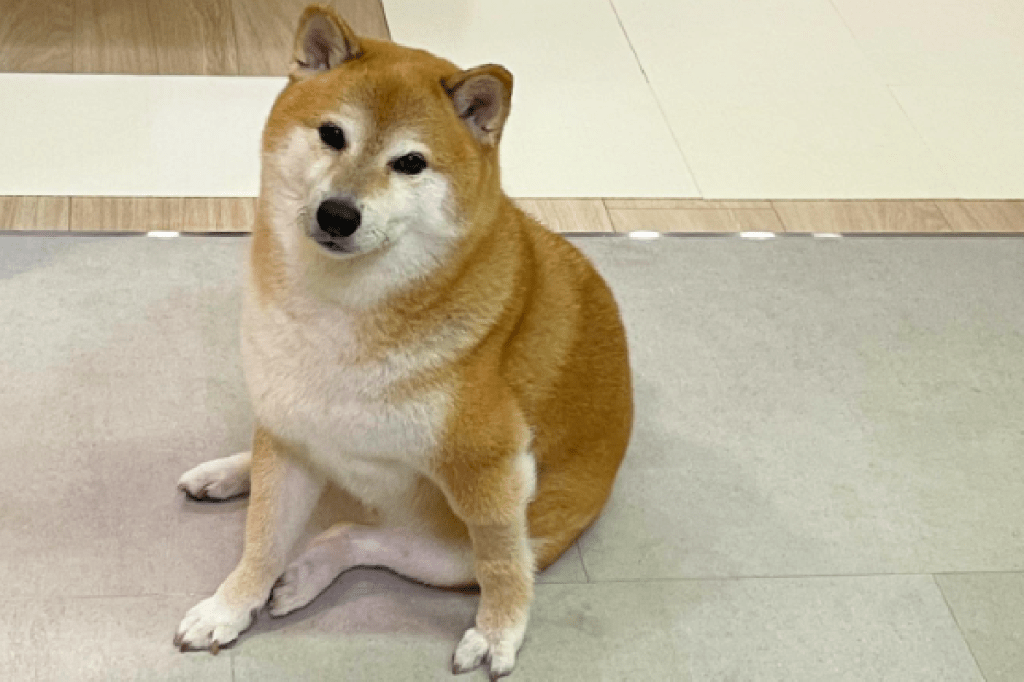 Familia de Cheems adopta una nueva mascota y la llaman&nbsp;“Pochita”