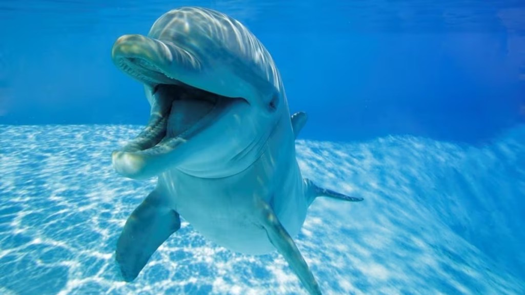 Según estudio, los delfines mulares «sonríen» para comunicarse mientras&nbsp;juegan