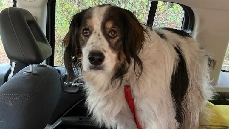 Gita, una perra rescatada de 13 años, salva la vida de su dueño en&nbsp;Washington