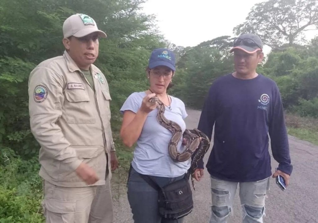 Minec libera ejemplar de tragavenado tras días de observación y&nbsp;cuidado&nbsp;