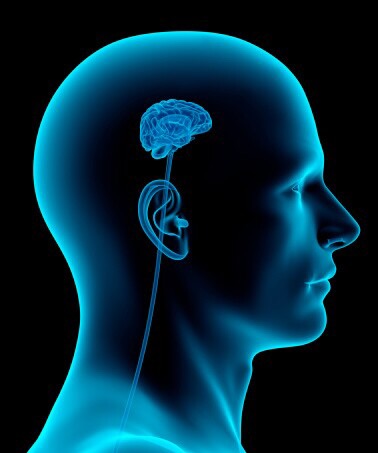 Según estudio, el cerebro de los hombres se encoge y luego se reinicia&nbsp;&nbsp;