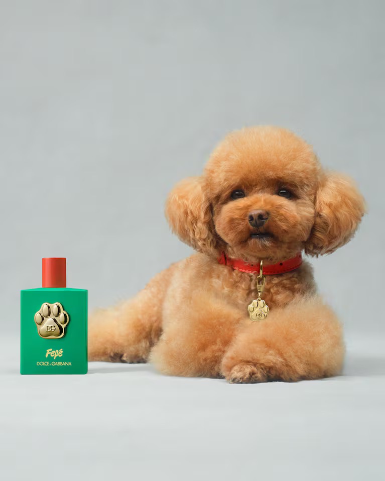 Dolce & Gabbana lanza perfume de lujo para&nbsp;perros