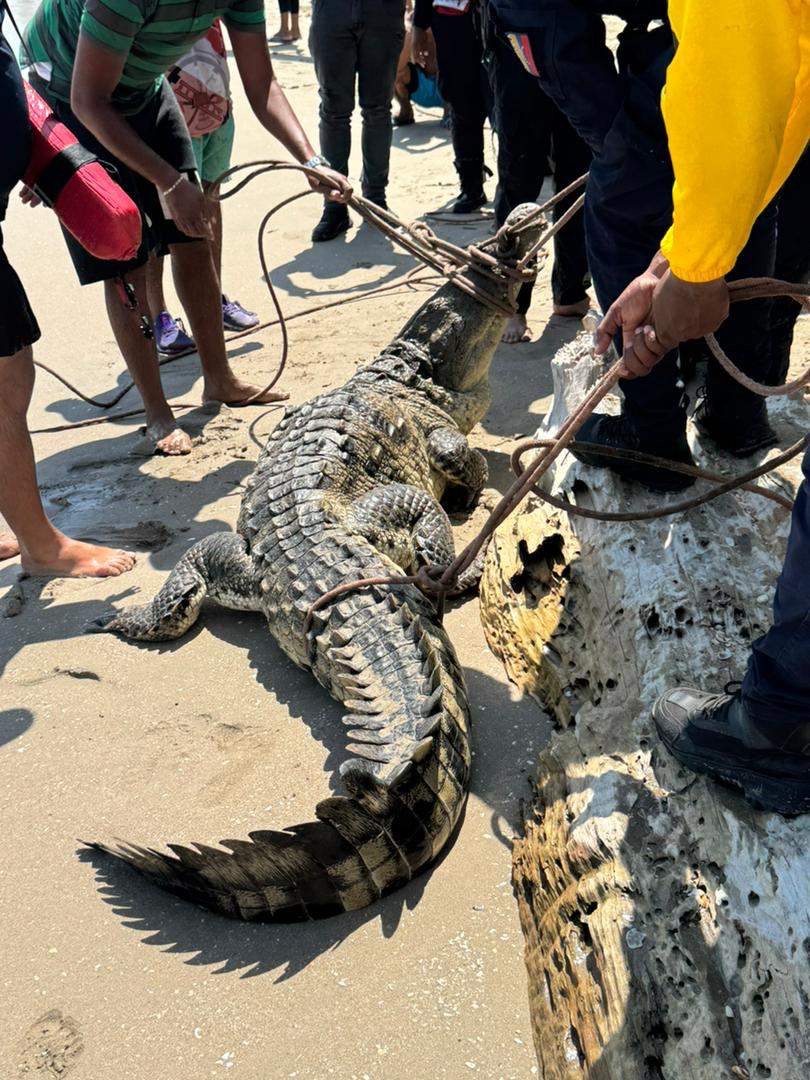 Hallan un caimán nadando en las playas de&nbsp;Higuerote&nbsp;