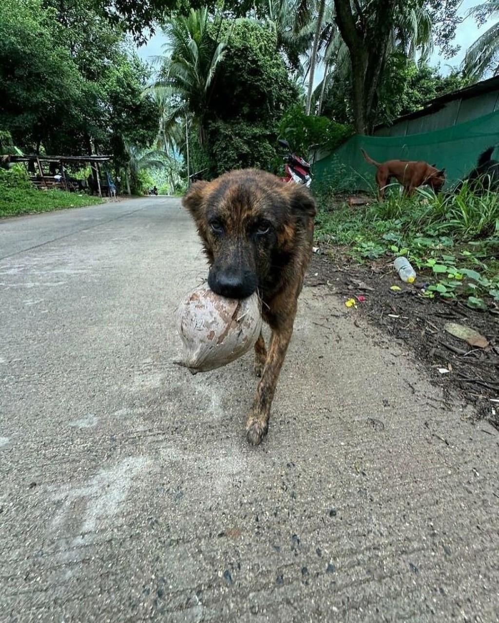 Una perrita callejera agradece con regalos cada vez que la&nbsp;alimentan&nbsp;