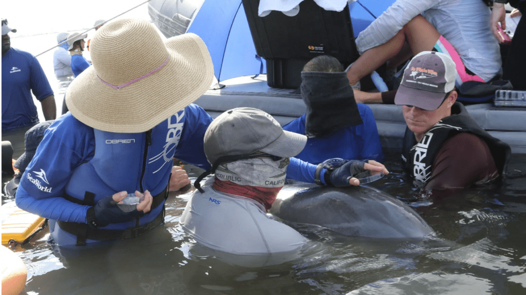 Un equipo de científicos encuentra microplásticos en el aire exhalado por los&nbsp;delfines