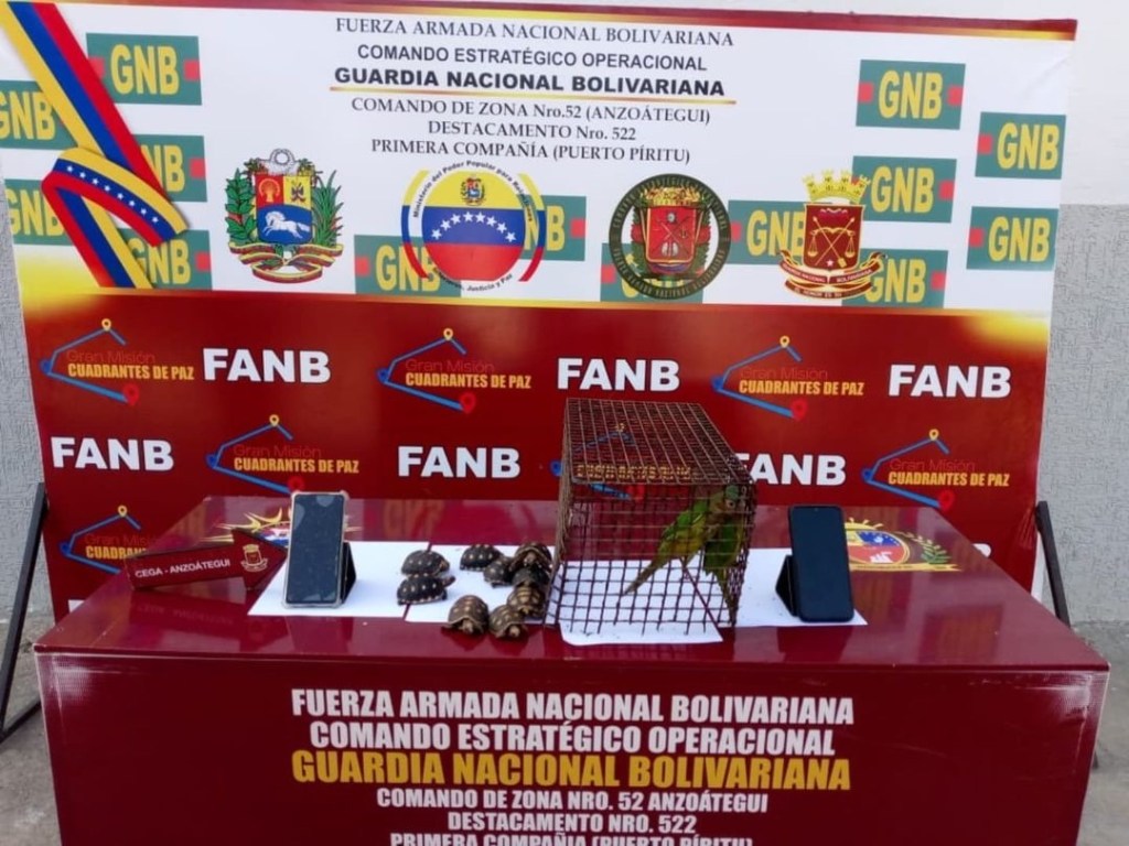 Rescatados nueve morrocoyes y dos pericos que se encontraban en&nbsp;cautiverio