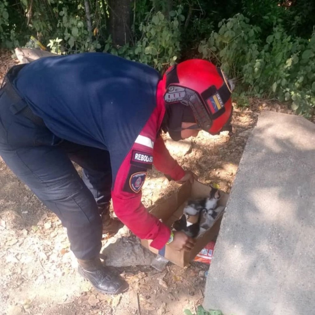 Buena Acción: Bomberos rescataron a tres gatitos en&nbsp;Barcelona