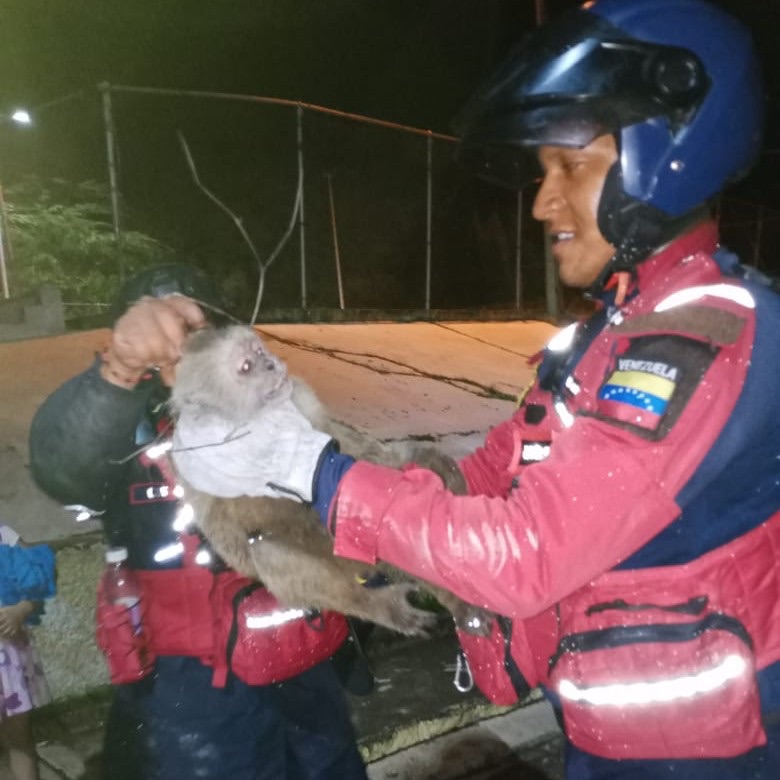 Rescatan a un mono capuchino en Puerto La&nbsp;Cruz