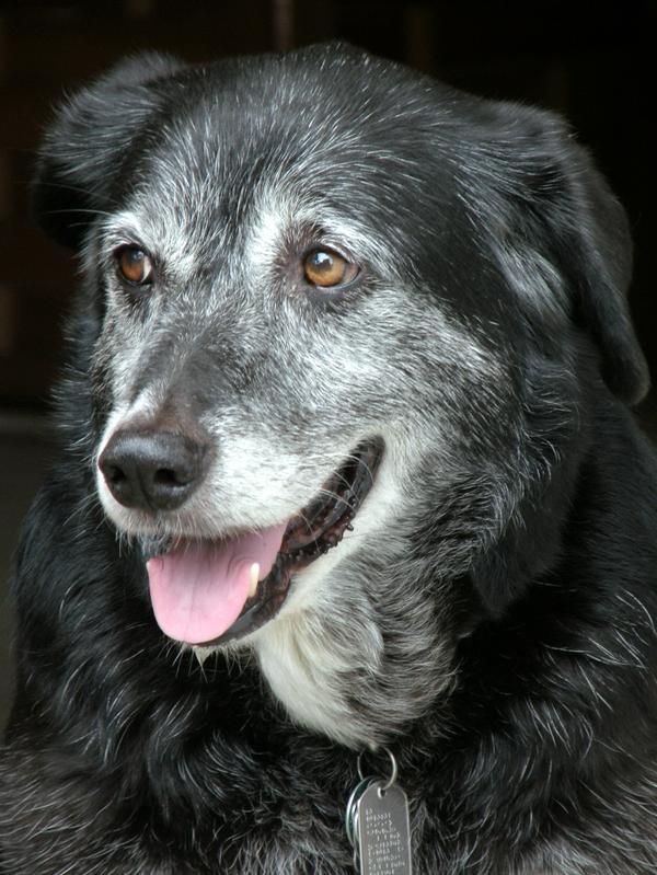 Según estudio, los perros al envejecen también se ponen de mal&nbsp;humor