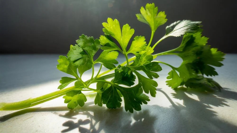 El cilantro: Una hierba versátil y beneficiosa para la&nbsp;salud