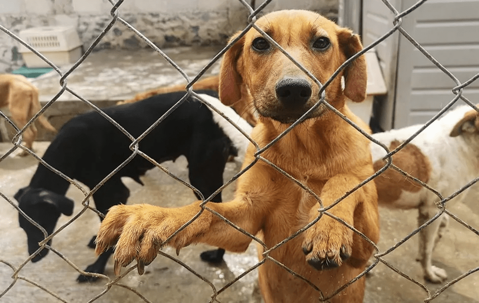 Arrojaron comida envenenada en refugio de animales en Maracay y cuatro mascotas&nbsp;murieron&nbsp;