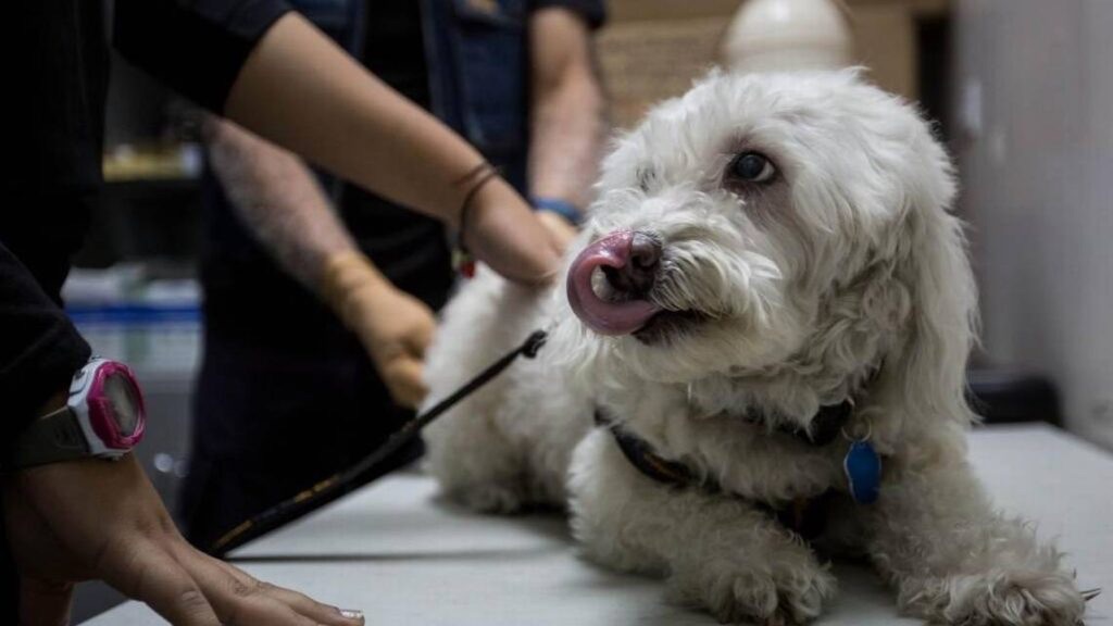 Colegio de Veterinarios alerta sobre venta de productos para mascotas falsificados&nbsp;