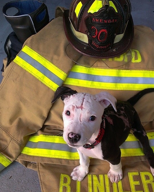 Cachorro rescatado se convierte en un héroe de cuatro&nbsp;patas