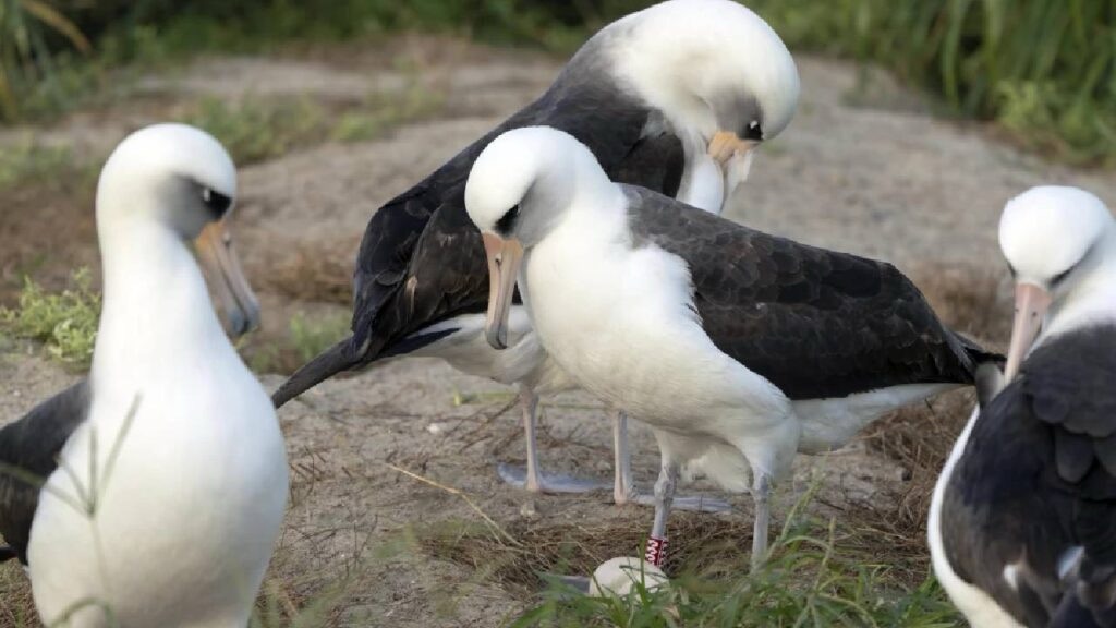 El ave salvaje más vieja del mundo pone un huevo a los 74&nbsp;años