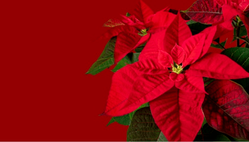 Hoy es el Día mundial de la Flor de&nbsp;Navidad
